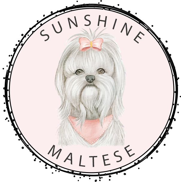 SUNSHINE MALTESE